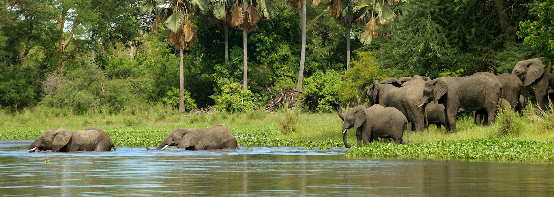 Elephant in Liwonde National Park, Malawi