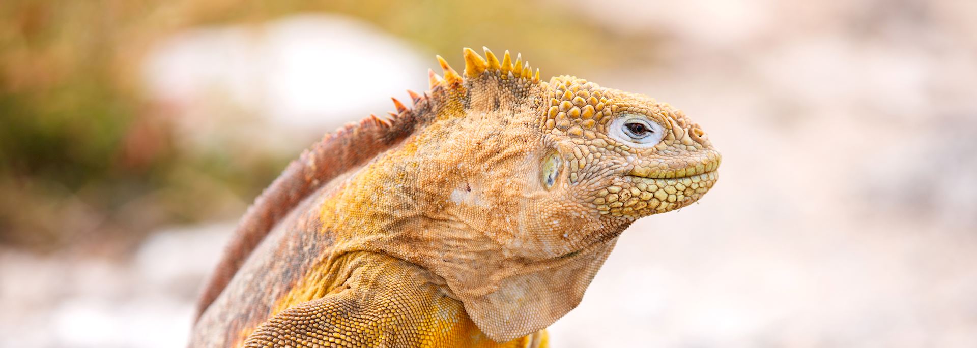 Land iguana, Galapagos Islands