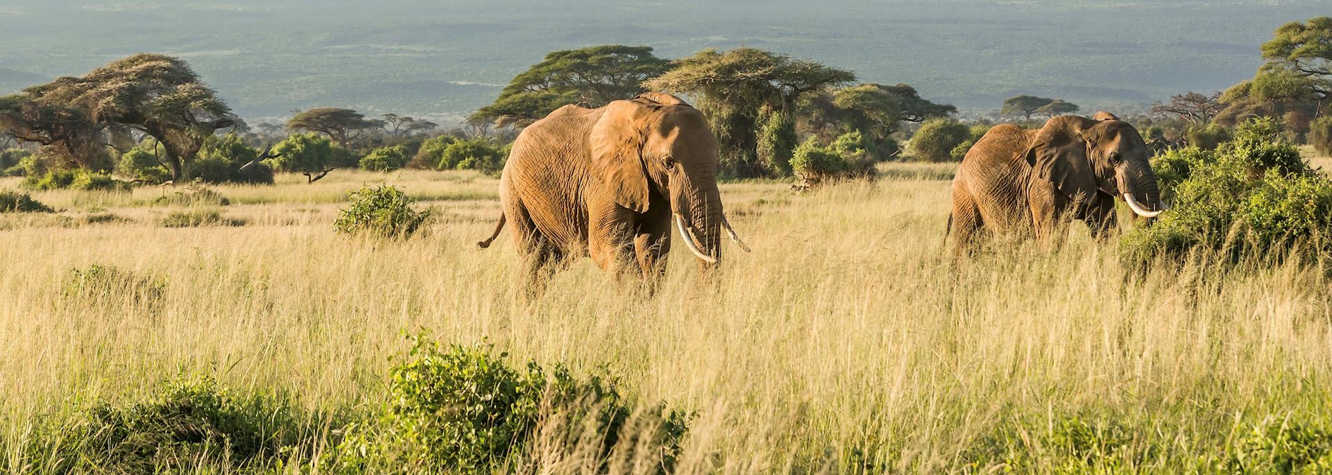 Elephant near Mt Kilimanjaro