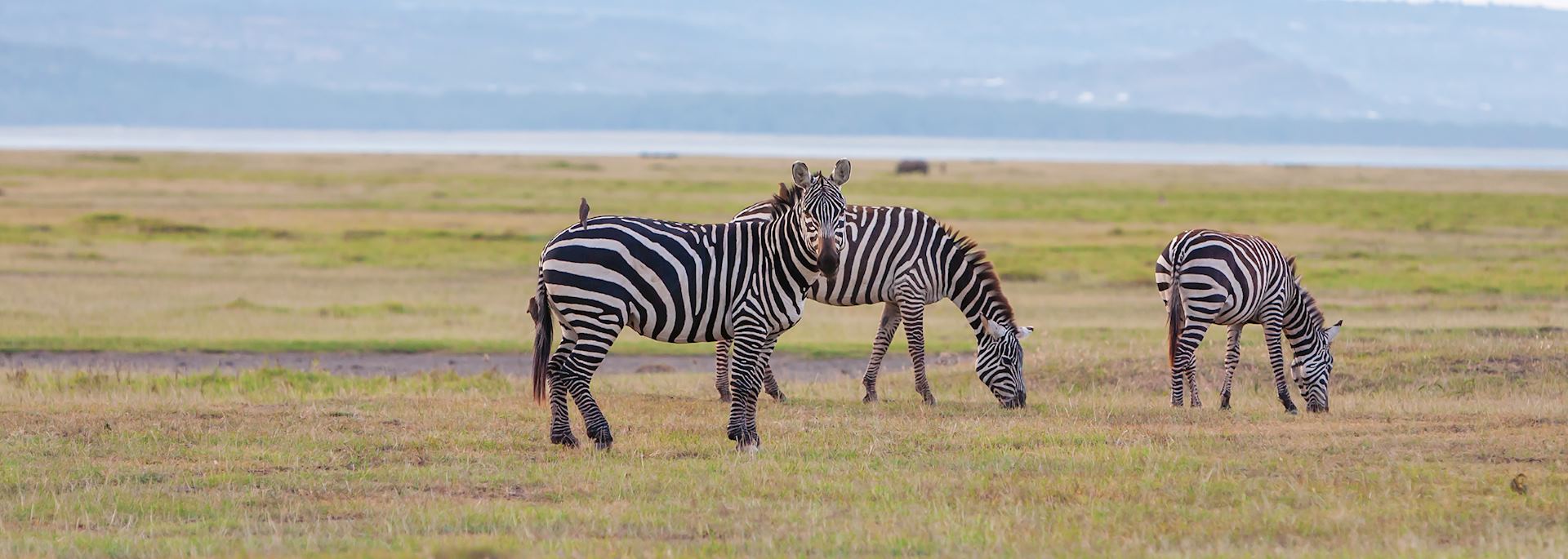 Giraffe in Zambia