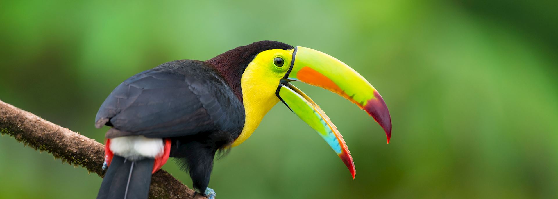 Keel-billed toucan