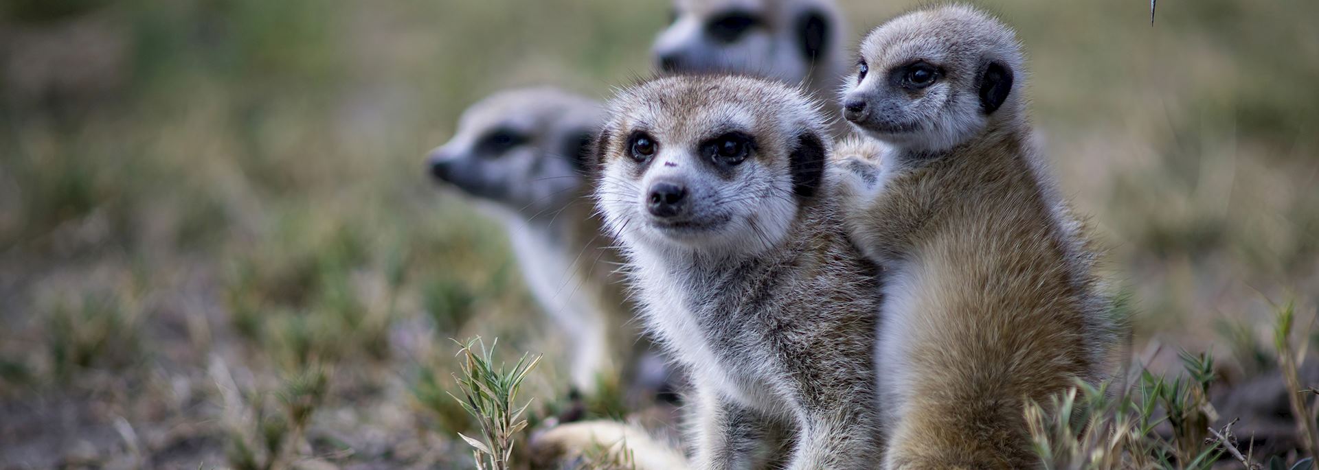 Meerkats, Makgadikgadi Pans