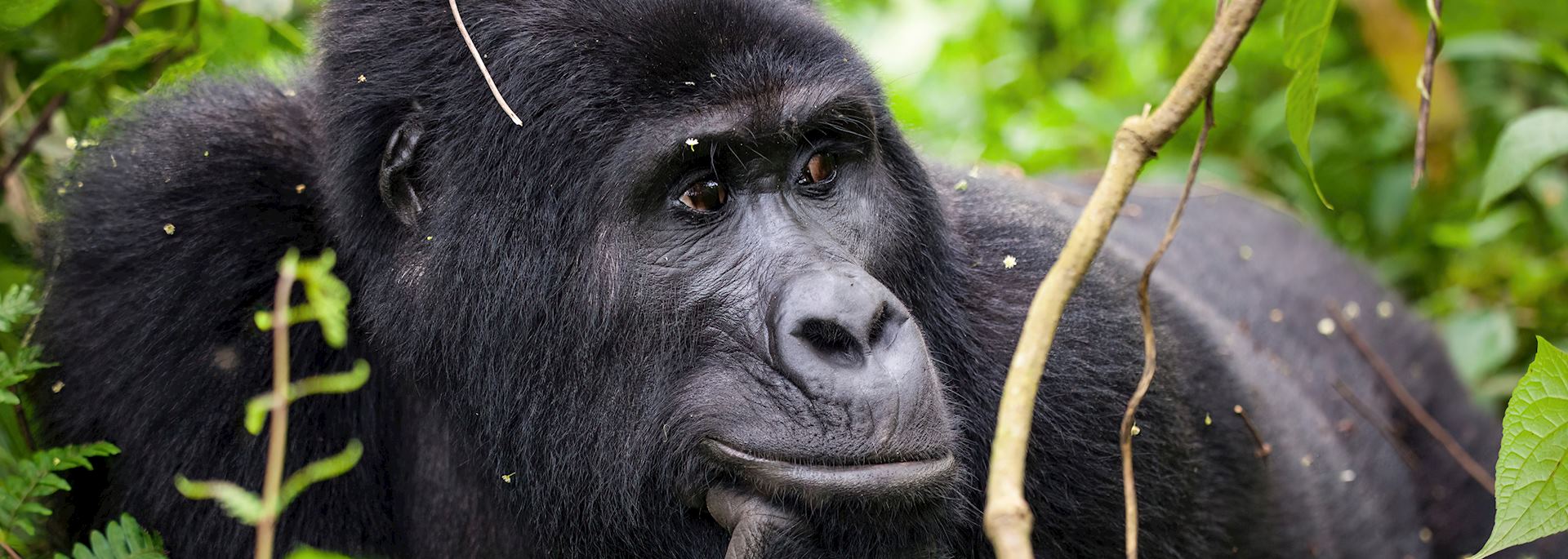 Mountain gorilla